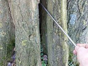 Baumkontrolle an einem Baum mit Höhlung, mittels eines Sondierstab.